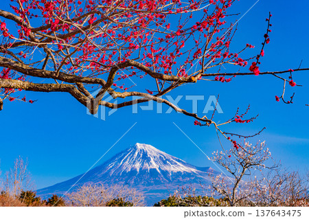 (靜岡縣)岩本山公園和富士山的李子 (靜岡縣)岩本山公園和富士山的李子 137643475