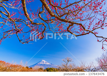 (靜岡縣)岩本山公園和富士山的李子 (靜岡縣)岩本山公園和富士山的李子 137643476