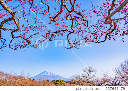 (靜岡縣)岩本山公園和富士山的李子 (靜岡縣)岩本山公園和富士山的李子 137643479
