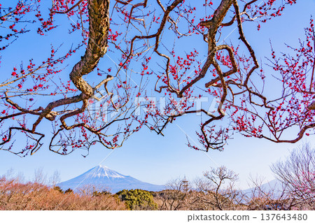 (靜岡縣)岩本山公園和富士山的李子 (靜岡縣)岩本山公園和富士山的李子 137643480