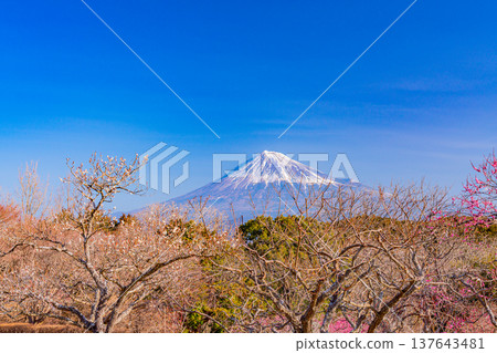 （靜岡縣）岩本山公園和富士山的李子 137643481