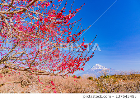 （靜岡縣）岩本山公園和富士山的李子 137643483