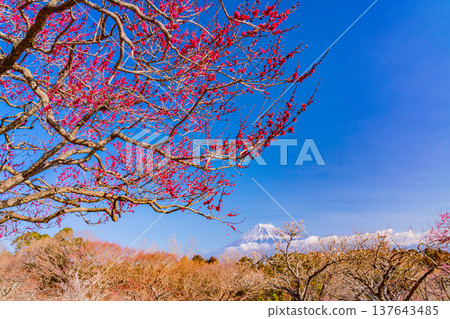 (Shizuoka Prefecture) Plums of Iwamotoyama Park and Mt. Fuji (Shizuoka Prefecture) Plums of Iwamotoyama Park and Mt. Fuji 137643485