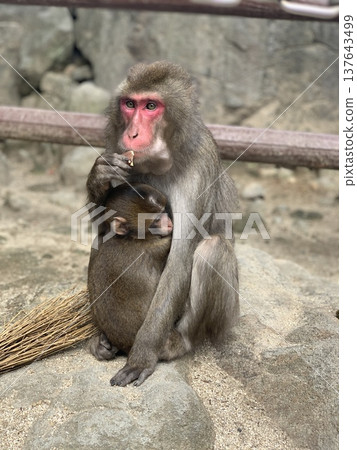 Japanese macaque parent and child hugging 137643499