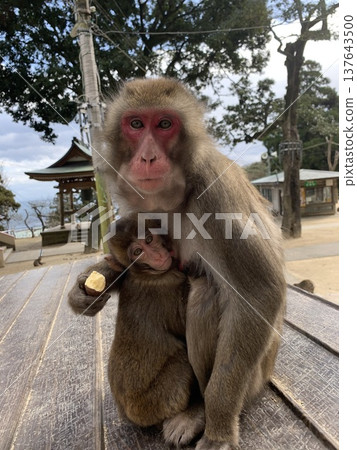 Parent and child of Japanese monkey 137643500