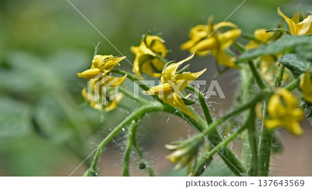 Vibrant mini tomato flowers in midsummer Vibrant mini tomato flowers in midsummer 137643569