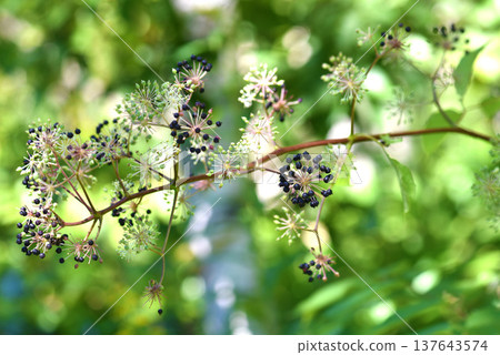 The celery fruit resembles fireworks. The celery fruit resembles fireworks. 137643574