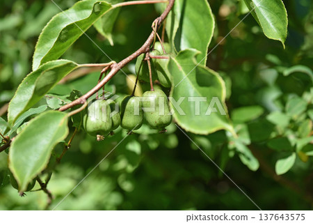 The fruit of the Actinidia arguta (Kokkuwa) is laden with fruit. 137643575