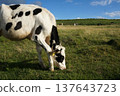Cattle being grazed 137643723