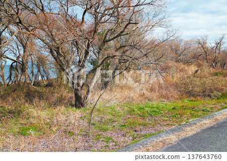 琵琶湖的春天在早期的春天 137643760