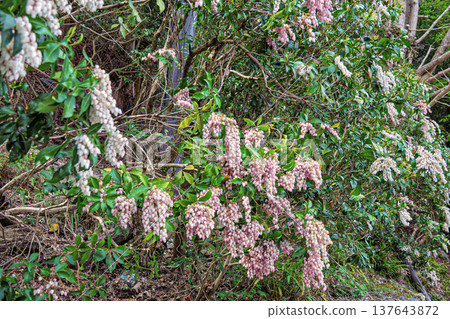 Azalea Azalea 137643872