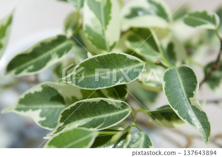 Close-up of patterned benjamin leaves. 137643894