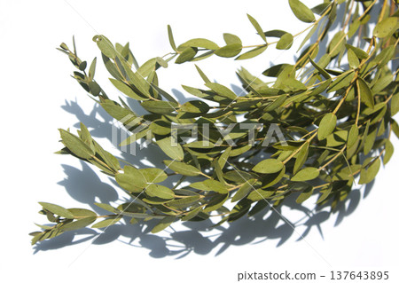 It is a leaf of eucalyptus pablo. 137643895