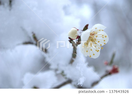 雪堆梅花 雪堆梅花 137643926