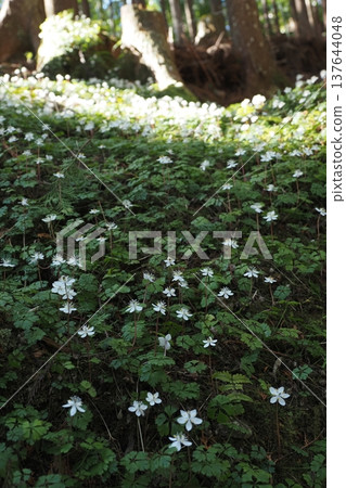 The blossoms of the white coptis The blossoms of the white coptis 137644048