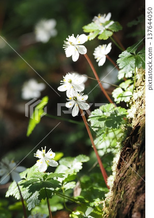 黃連從樹樁後探出頭來迎接你。 137644050