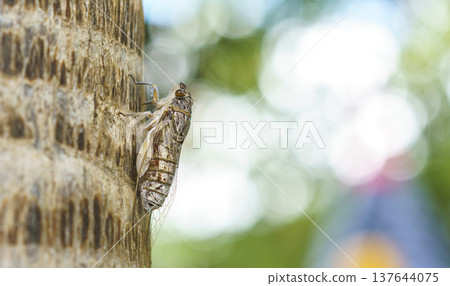 Detailed macro shot of a cicada resting on a palm tree trunk. Professional close-up of the insect wings and body against a soft green bokeh background. Nature and wildlife photography in a garden. Detailed macro shot of a cicada resting on a palm tree trunk. Professional close-up of the insect wings and body against a soft green bokeh background. Nature and wildlife photography in a garden. 137644075
