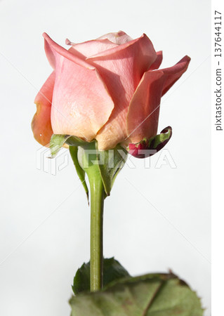 It's a pink rose in full bloom. It's a pink rose in full bloom. 137644117