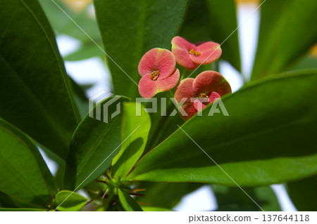 This is a close-up of a Euphorbia milii in bloom. 137644118