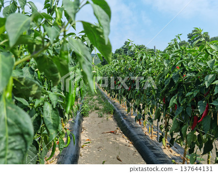 It's a pepper field in midsummer 137644131