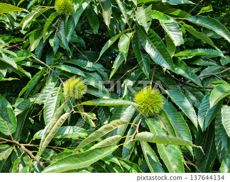 green Chestnut bur in forest green Chestnut bur in forest 137644134