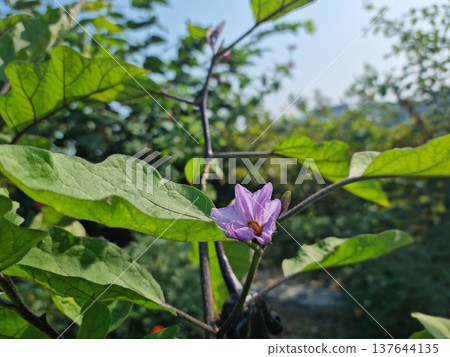 It is a purple flower of eggplant. It is a purple flower of eggplant. 137644135