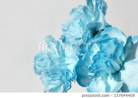 blue carnation on a white background blue carnation on a white background 137644409