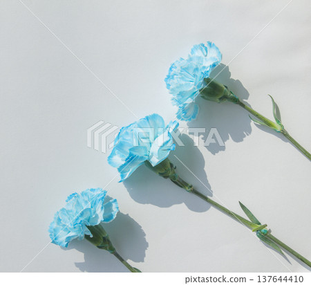 blue carnation on a white background blue carnation on a white background 137644410