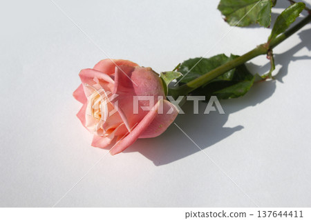 It's a pink rose in full bloom. 137644411