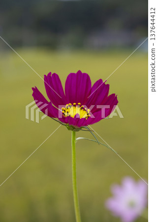 purple cosmos blooming in autumn purple cosmos blooming in autumn 137644412