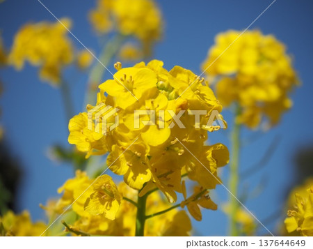 強姦開花 強姦開花 137644649