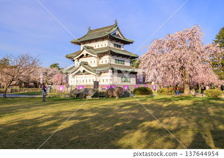 遷址後的弘前城天守閣和盛開的重瓣垂枝櫻花樹,青森縣 遷址後的弘前城天守閣和盛開的重瓣垂枝櫻花樹,青森縣 137644954