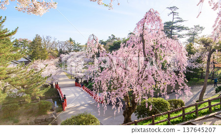 A refreshing spring morning at Hirosaki Park: Cherry blossoms and Takaoka Bridge, Aomori Prefecture 137645207