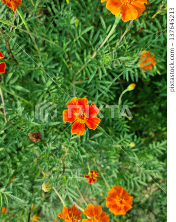 These are red marigolds blooming in the flower bed. These are red marigolds blooming in the flower bed. 137645213