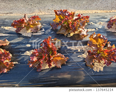 This is a field planted with red lettuce. This is a field planted with red lettuce. 137645214