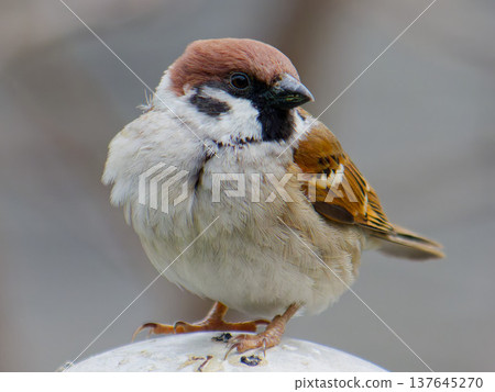 A plump sparrow perched on a round pole (Eurasian Tree Sparrow) A plump sparrow perched on a round pole (Eurasian Tree Sparrow) 137645270