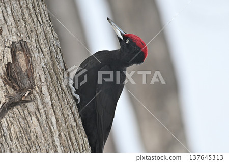 Black Woodpecker (male) 137645313