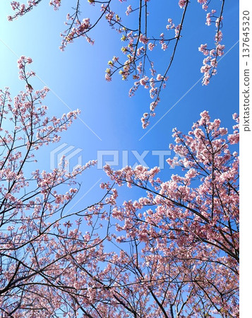 在盛開和藍天的Kawazu櫻桃樹 在盛開和藍天的Kawazu櫻桃樹 137645320
