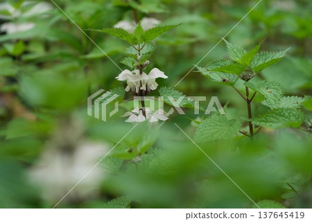 Odorikosou Odorikosou 137645419