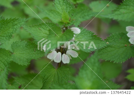 Odorikosou Odorikosou 137645422