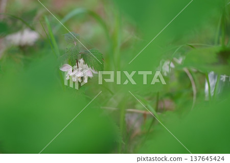 Odorikosou 137645424