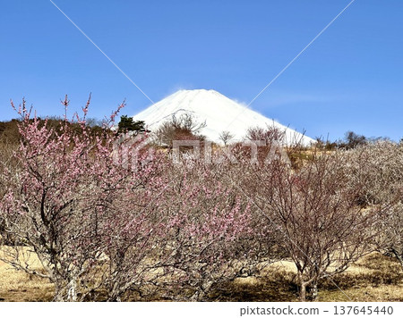 Vivid plum blossoms and Mt. Fuji Vivid plum blossoms and Mt. Fuji 137645440