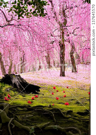 The weeping plum trees and fallen camellias in the plum grove at Jonan-gu Shrine in Kyoto evoke a utopian paradise. The weeping plum trees and fallen camellias in the plum grove at Jonan-gu Shrine in Kyoto evoke a utopian paradise. 137645570