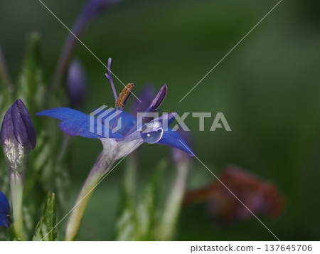 Depth-of-field stacking macro of water droplets on blue flower petals Depth-of-field stacking macro of water droplets on blue flower petals 137645706