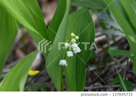 The lily of the valley, with its cute white, bell-shaped flowers blooming in rows beside its leaves, was spotted in the Yashimagahara Marshland of Kirigamine Plateau. The lily of the valley, with its cute white, bell-shaped flowers blooming in rows beside its leaves, was spotted in the Yashimagahara Marshland of Kirigamine Plateau. 137645715