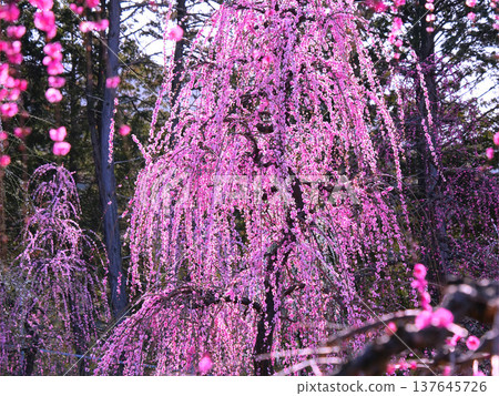The weeping plum blossoms of Mimuroto-ji Temple in Uji shine in the morning sun. 137645726
