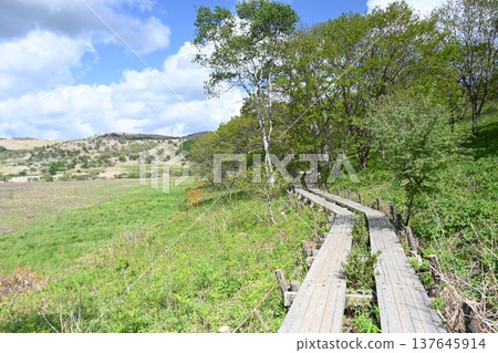 A beautiful view of the wooden boardwalk stretching through the forest along the Yashimagahara Marshland in Kirigamine Highlands. A beautiful view of the wooden boardwalk stretching through the forest along the Yashimagahara Marshland in Kirigamine Highlands. 137645914