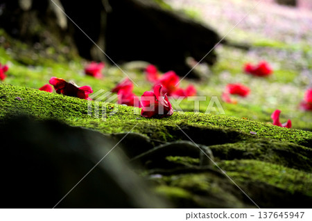 Red camellia petals that have fallen into the moss-covered garden of Jonan-gu Shrine 137645947