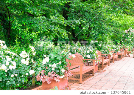 Rose garden bench Rose garden bench 137645961