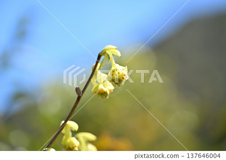 Flower of Corylopsis spicum (Tosa Mizuki) 137646004